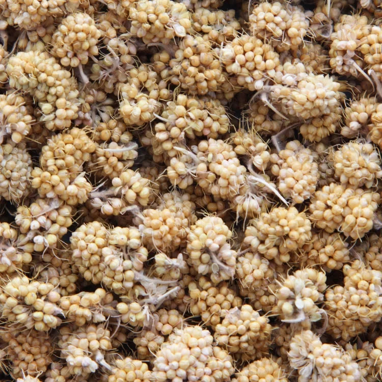 Higgins Sunburst Millet Bits 1oz